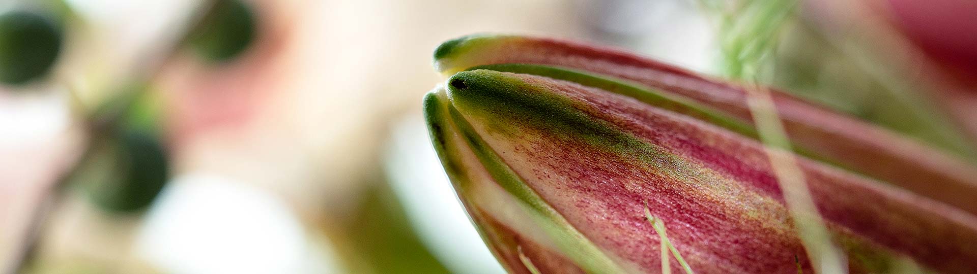 Anja Ersing - Individuelle Blumen Dekorationen, Ludwigsburg